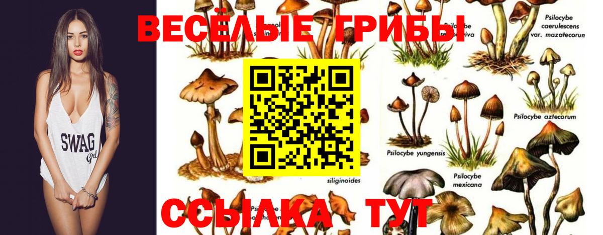 Псилоцибиновые грибы MAGIC MUSHROOMS  Галлюциногенные грибы Psilocybe  Вход с VPN  Гагарин 